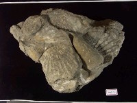 藏品(帆立貝及錐螺化石)的圖片